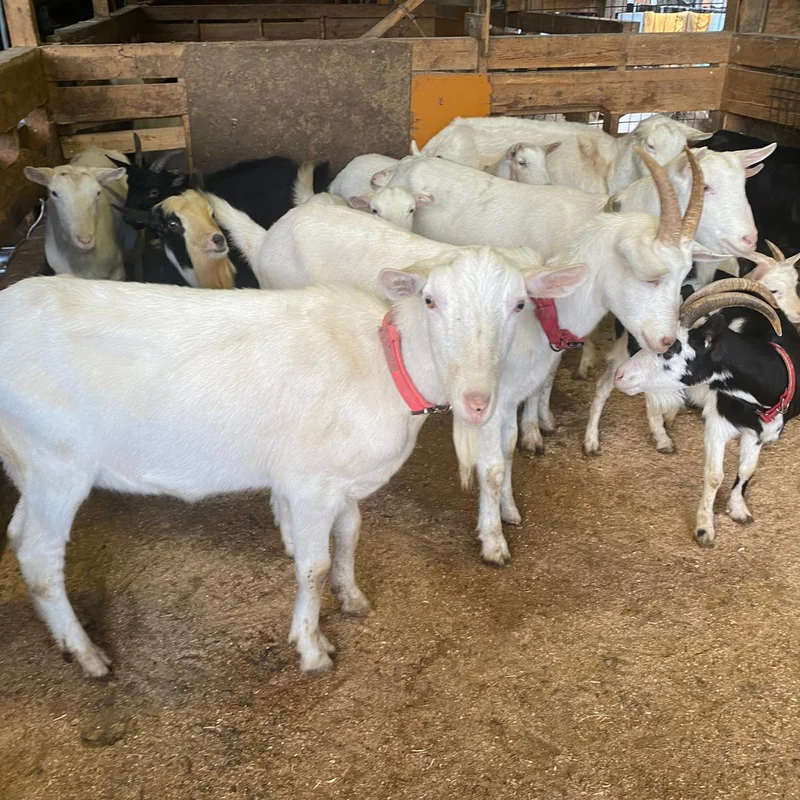 Live goats at Goat Farm Japan